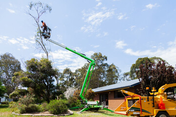 tree care